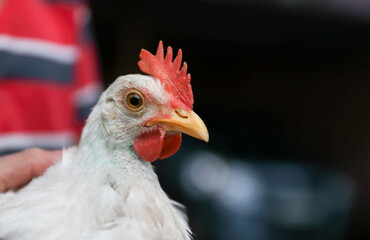 Little boy holds a chicken in his hands	
