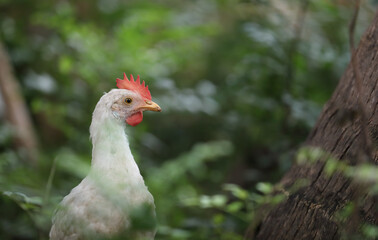 White color small chicken on farm