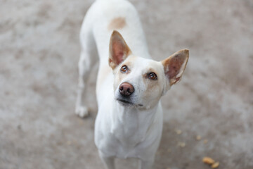 Obraz premium Portrait of Indian breed dog 