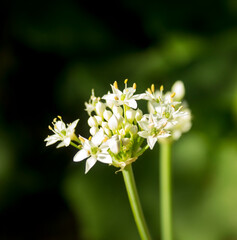 Garlic chives white flowers (Allium tuberosum, 