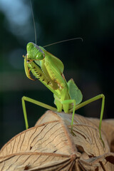 Front view of green praying mantis