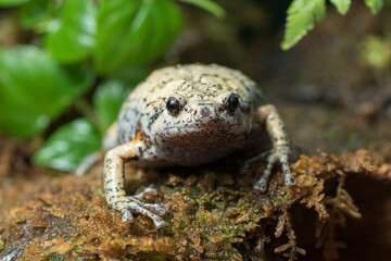 The smooth-fingered narrow-mouthed frog ( kaloula baleata ) inside a bush