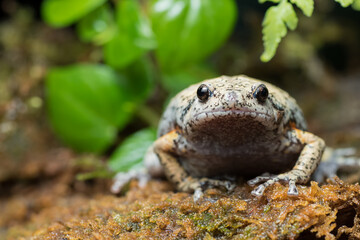 The smooth-fingered narrow-mouthed frog ( kaloula baleata ) inside a bush