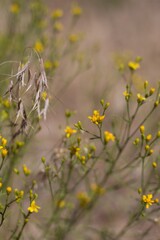 Yellow blooming head inflorescences of Broom Snakeweed, Gutierrezia Sarothrae, Asteraceae, native...