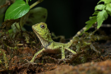 Baby forest dragon lizard inside a bush