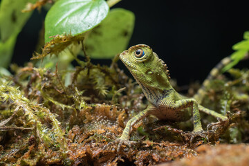 Baby forest dragon lizard inside a bush