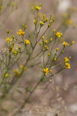 Yellow blooming head inflorescences of Broom Snakeweed, Gutierrezia Sarothrae, Asteraceae, native...