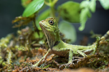 Baby forest dragon lizard inside a bush