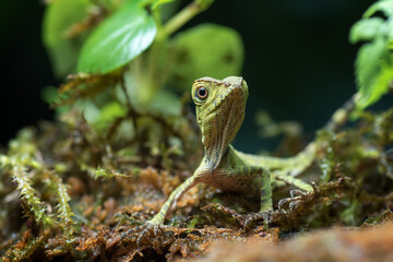 Baby forest dragon lizard inside a bush