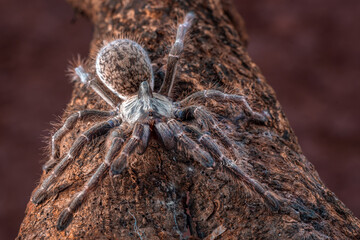 Big tarantula spider ready to attack, front view of big scary spider