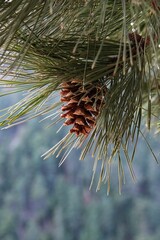 Pinecone hanging off of a pine tree branch in a forest in Colorado