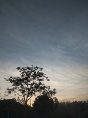 silhouette of trees in the afternoon