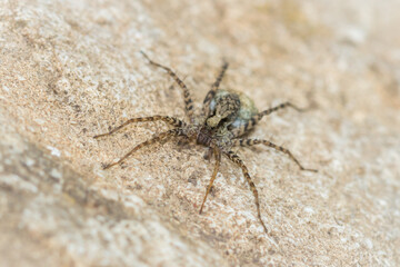 The wolf spider sp., of the family Lycosidae.