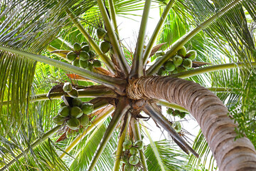 Coconuts on a coconut tree
