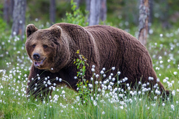 Braunbär (Ursus arctos)