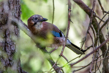 Eichelhäher (Garrulus glandarius)