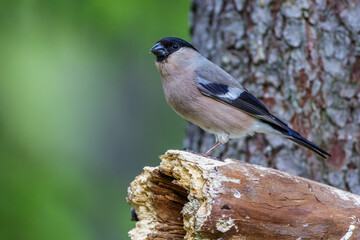Dompfaff (Pyrrhula pyrrhula) Weibchen