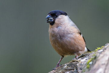 Dompfaff (Pyrrhula pyrrhula) Weibchen