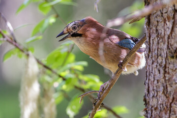 Eichelhäher (Garrulus glandarius)