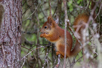 Eichhörnchen (Sciurus vulgaris)