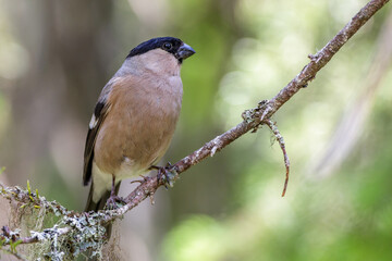 Dompfaff (Pyrrhula pyrrhula) Weibchen