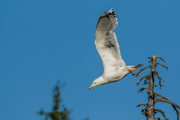 Silbermöwe (Larus argentatus)