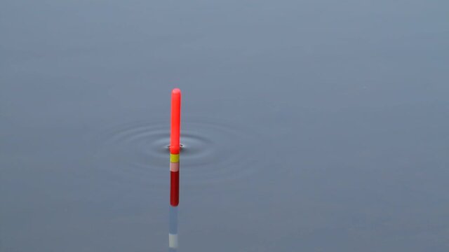 fishing float in the water signals a fish bite and sinks