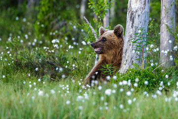 Braunbär (Ursus arctos)