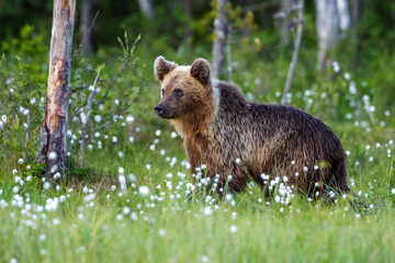 Fototapeta premium Braunbär (Ursus arctos)