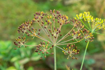 Dill flower. Garden herb Anethum graveolens plant. Dill umbrellas growing in garden. Close up of fragrant dill, fennel seeds, ripe dill flower head. Selective focus, blurred