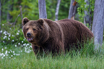 Fototapeta premium Braunbär (Ursus arctos)