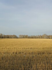 
field