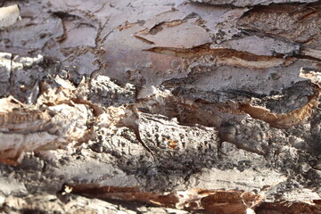an interesting image of the bark of the Apple tree