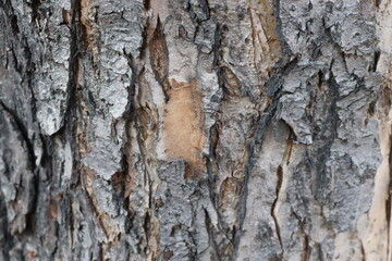 an interesting image of the bark of the Apple tree