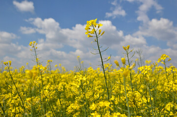 blooming rapeseed field with blue sky in the background