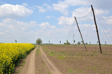 Fototapeta na wymiar rural landscape in vojvodina with blooming rapeseed field, hop poles and blue sky with white clouds in the background