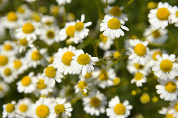 Fototapeta premium blooming chamomile plant in sunlight close up