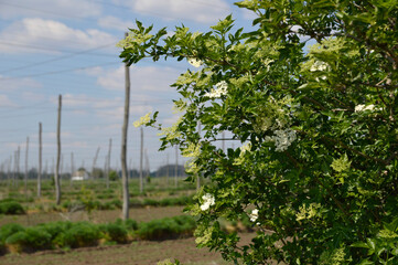 rural landscape with blooming elder  and empty hop poles in the background 