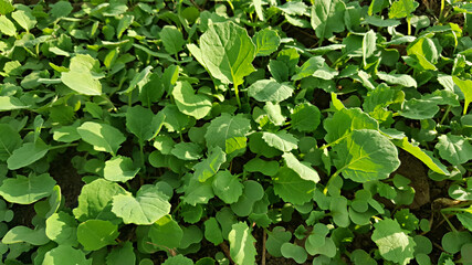 한국 제주도 유채 새싹