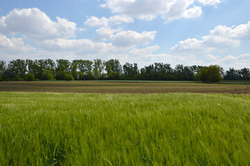 green barley field in the spring