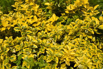 bush of golden euonymus plant growing in the garden