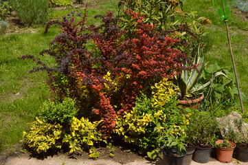 Naklejka premium colorful berberis bush growing in the garden