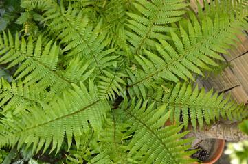 green fern growing in the garden