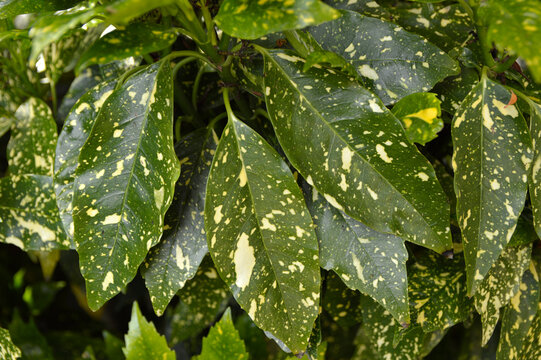 japanese aucuba plant, aucuba japonica