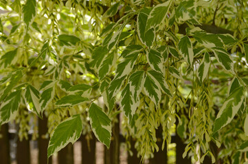 Fototapeta premium japanese maple tree with green leaves with white border