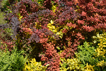 colorful berberis bush growing in the garden