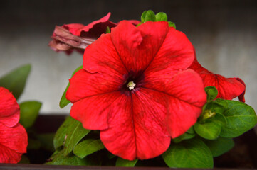 red blooming petunia flowers