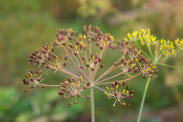 Dill flower. Garden herb Anethum graveolens plant. Dill umbrellas growing in garden. Close up of fragrant dill, fennel seeds, ripe dill flower head. Selective focus, blurred