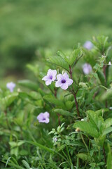 wallpaper, Geranium Pelargonium is a genus of flowering plants which includes about 280 species of perennials, succulents, and shrubs, commonly known as geraniums, pelargoniums, or storksbills