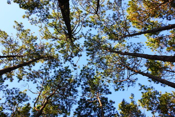 group of pine with blue sky natue background